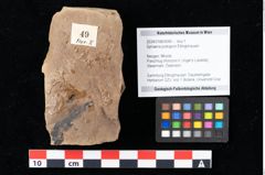 Foto (Objekt + Etikett) von Sphaeria podogonii Ettingshausen (NHMW-GEO-2024-0188-0049)